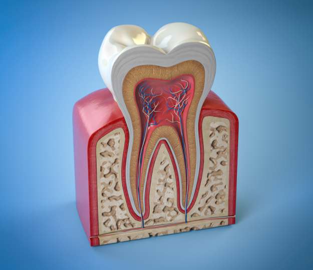Root Canal Therapy in Auburn, AL at Thrive Family Dentistry